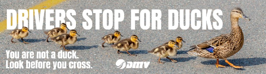 New Pedestrian Safety Campaign: "You're Not a Duck"